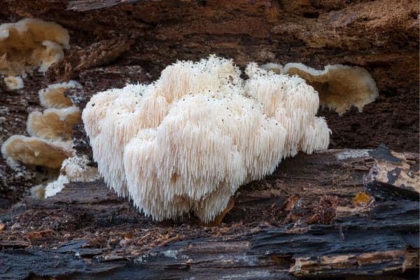 Lion's Mane Mushrooms