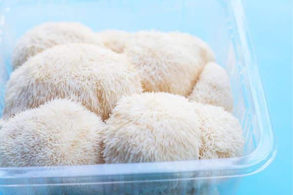 Lion's Mane Mushrooms