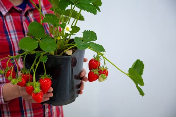 Healthy Eating More Affordable