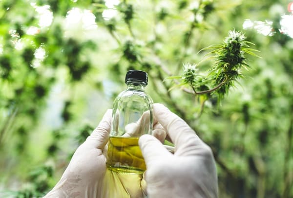 Cooking With CBD Oil