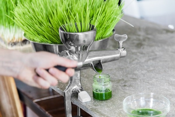 Wheatgrass