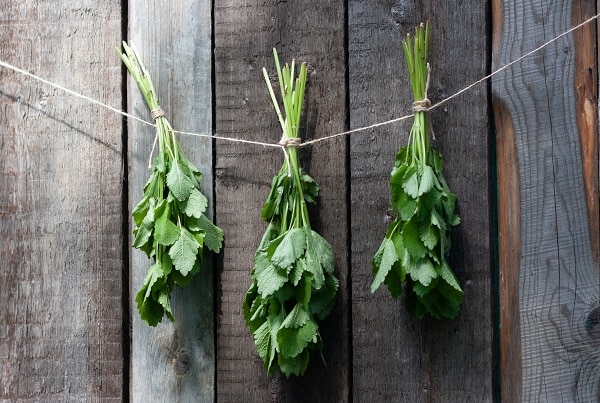 Herbal Remedies