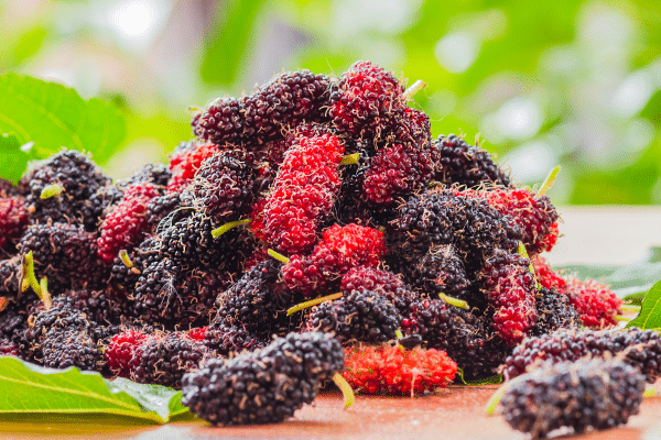 Wild Berries You Can Eat