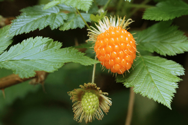 Wild Berries You Can Eat