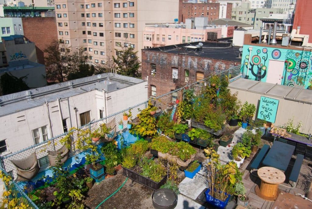 A Beginner's Guide To Urban Gardening For Health