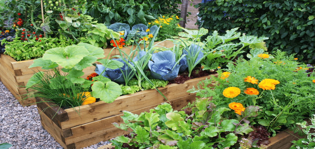 A Beginner's Guide To Urban Gardening For Health
