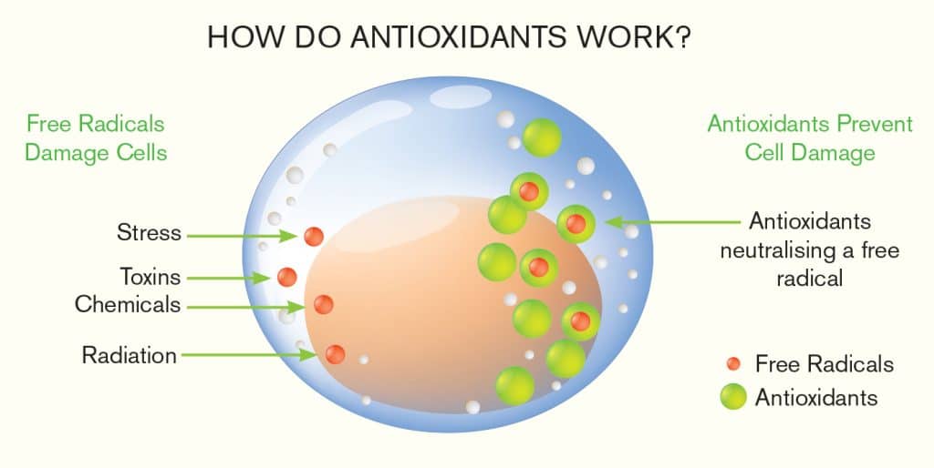 The Role Of Antioxidants In Cancer Prevention