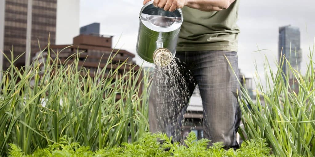 A Beginner's Guide To Urban Gardening For Health