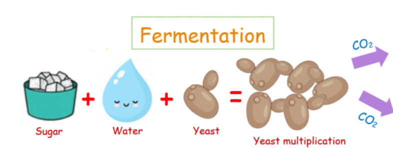 Kombucha Brewing: The Art And Science Of Fermented Tea