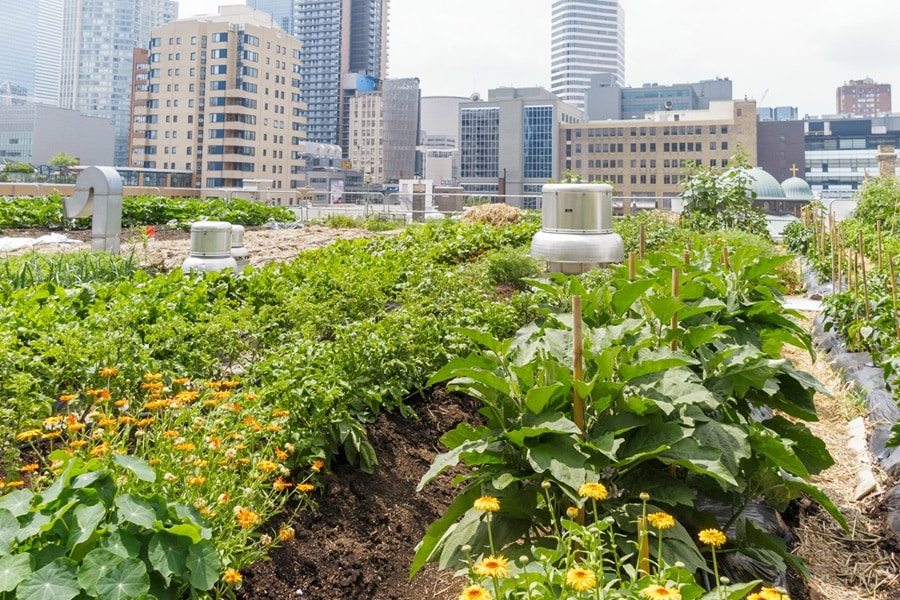 A Beginner's Guide To Urban Gardening For Health