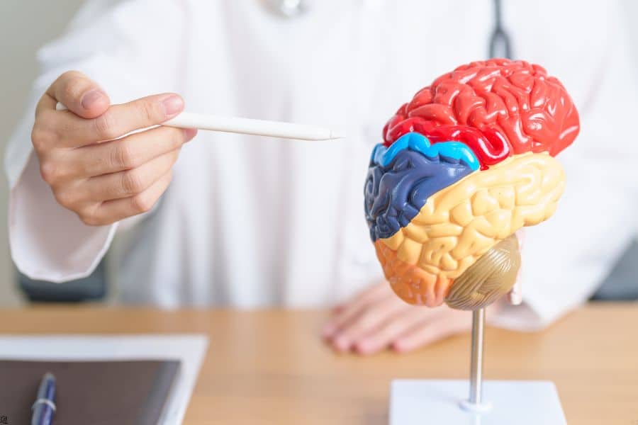 Diet Causing Long-Term Brain Damage